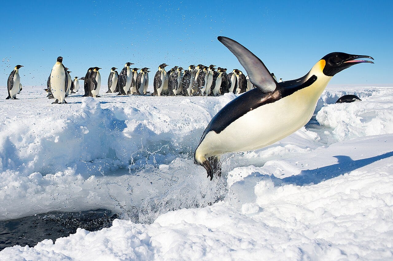 A penguin jumping out of the water A penguin jumping out of the water