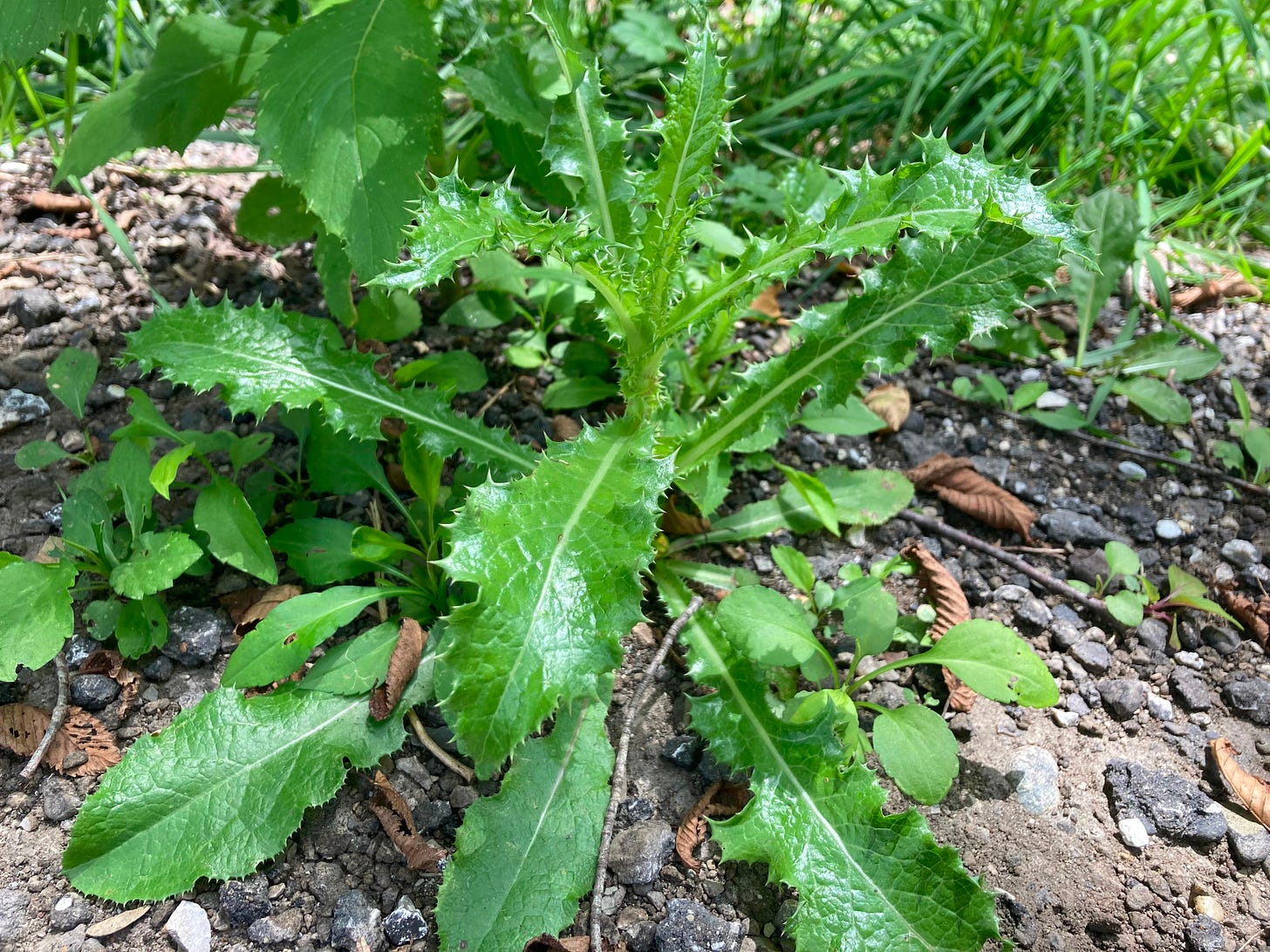 Thickets, thistles, and thorns:  Spiritual lessons from the weeds