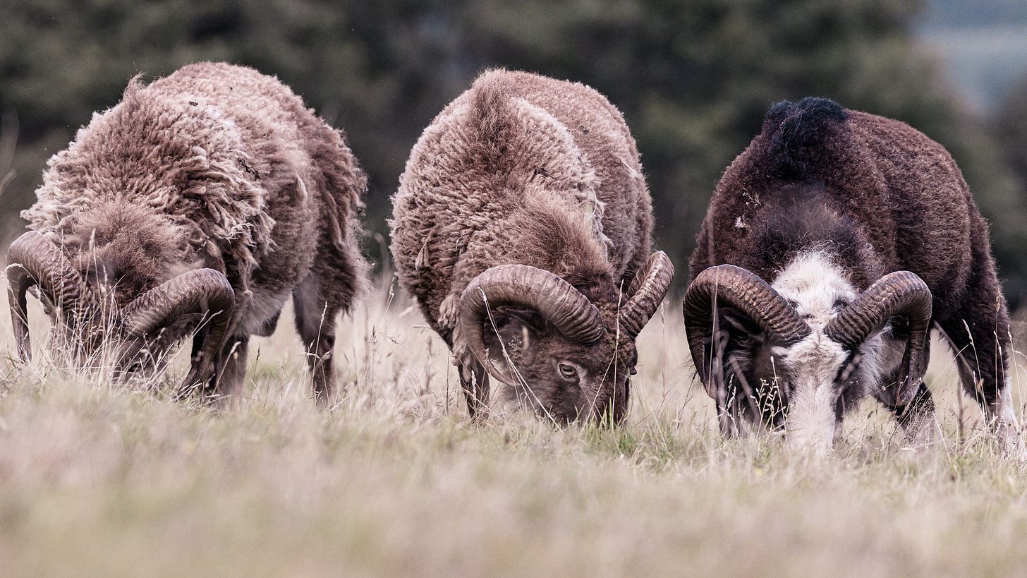 Meagre Picking in Winter Wild Prairies