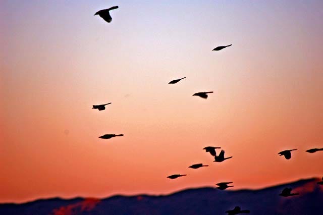 Birds flying during sunset