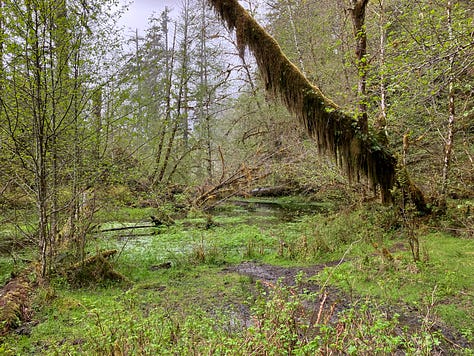 Photos of Olympic National Park coast, rain forest, and trails