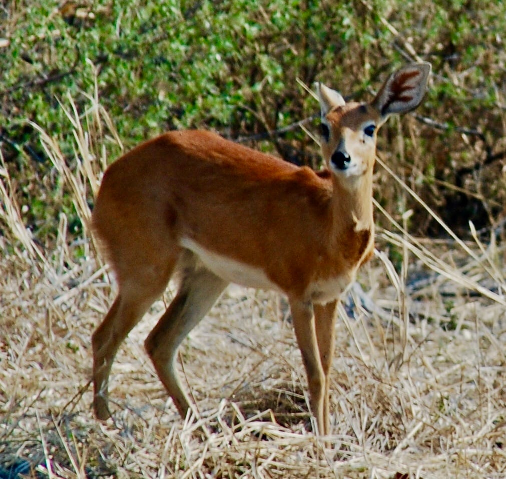 TinySteenbuck.jpeg