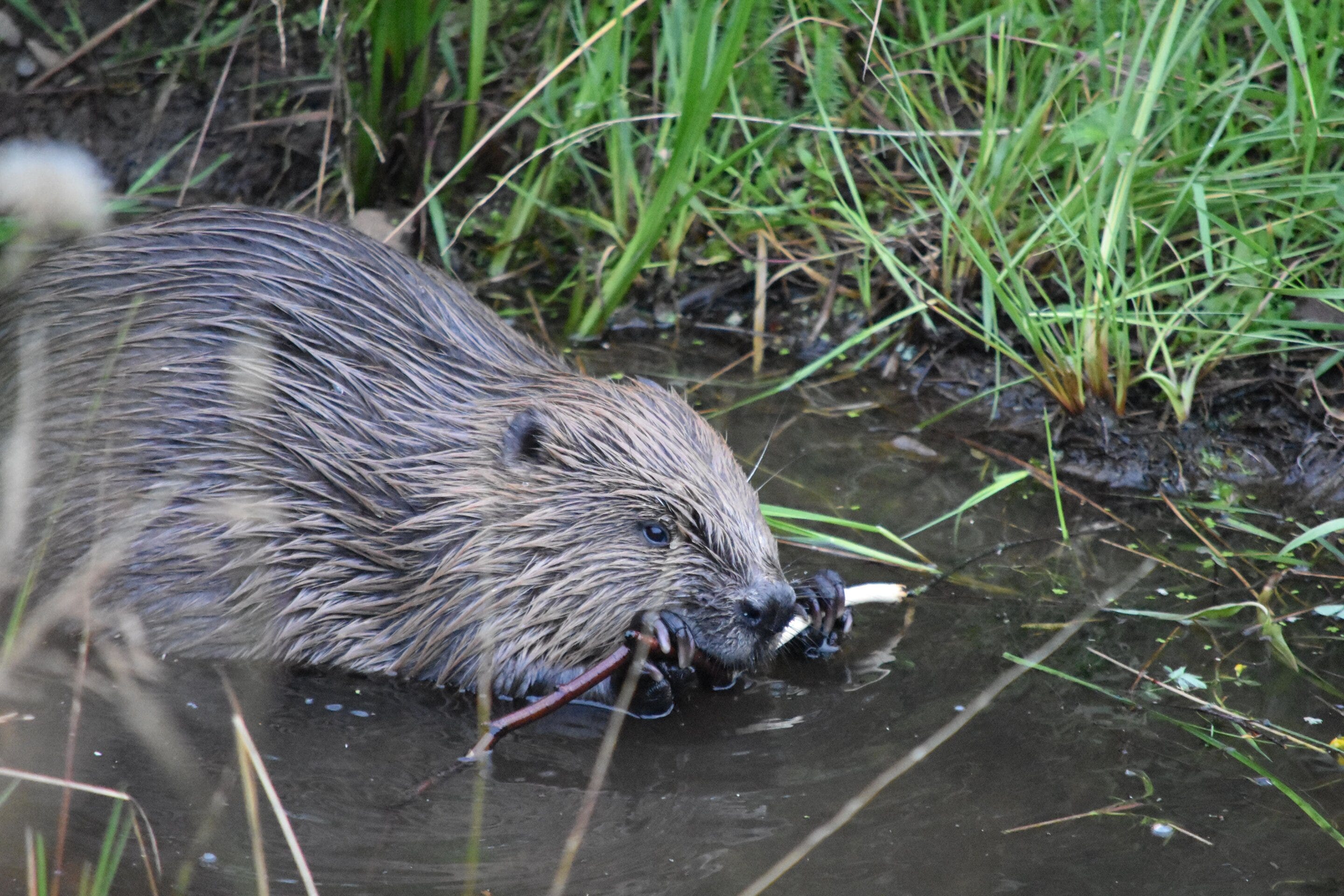 EarthStuff - Beavers Must Be Backed, As Stirling [University] Study Shows Biodiversity Boost Animals Bring To Wetlands [UK/Finland] - Beavers Can Have A Major Impact In The Fight Against Biodiversity Loss