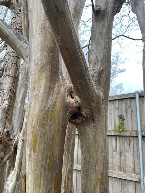 Six images showing different stages of inosculation in crepe myrtle trees. Some sections have fully fused, while others are nearly fused, and others will never fuse because the limbs grew apart before the cambium layers fused.