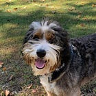 Adventures in Pet Sitting- meet our friends!