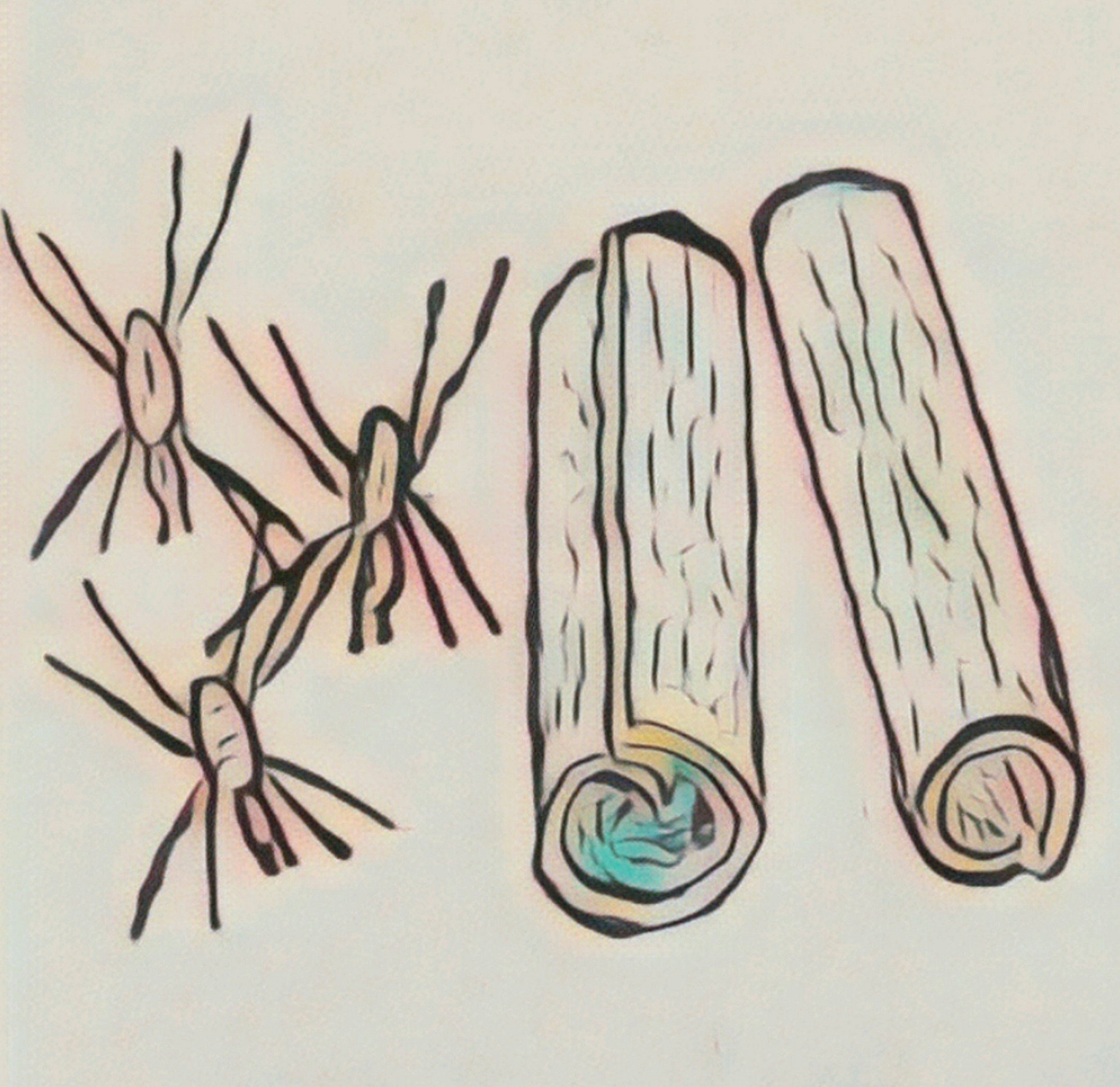 Crude drawing of three spiders and two pieces of cinnamon bark