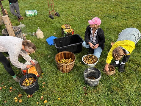 several people cut and press pears and apples harvested from the farm