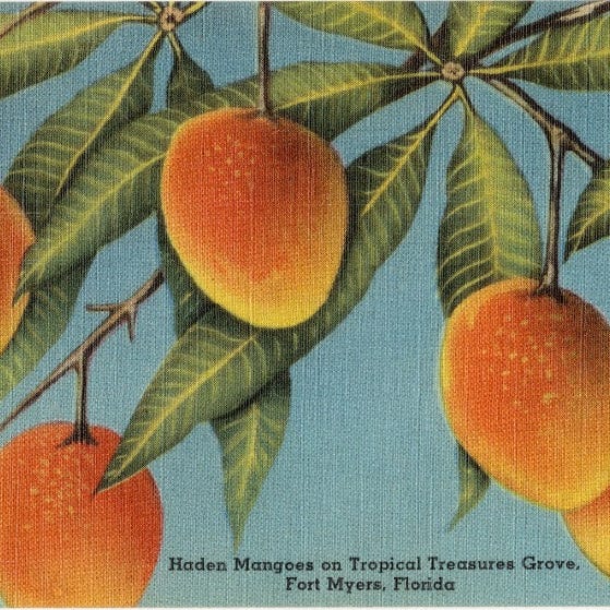 The Royal Palm Review 