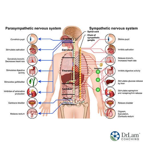 The anatomy of central nervous system