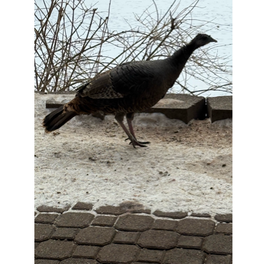 A bird standing on a brick surface

AI-generated content may be incorrect.