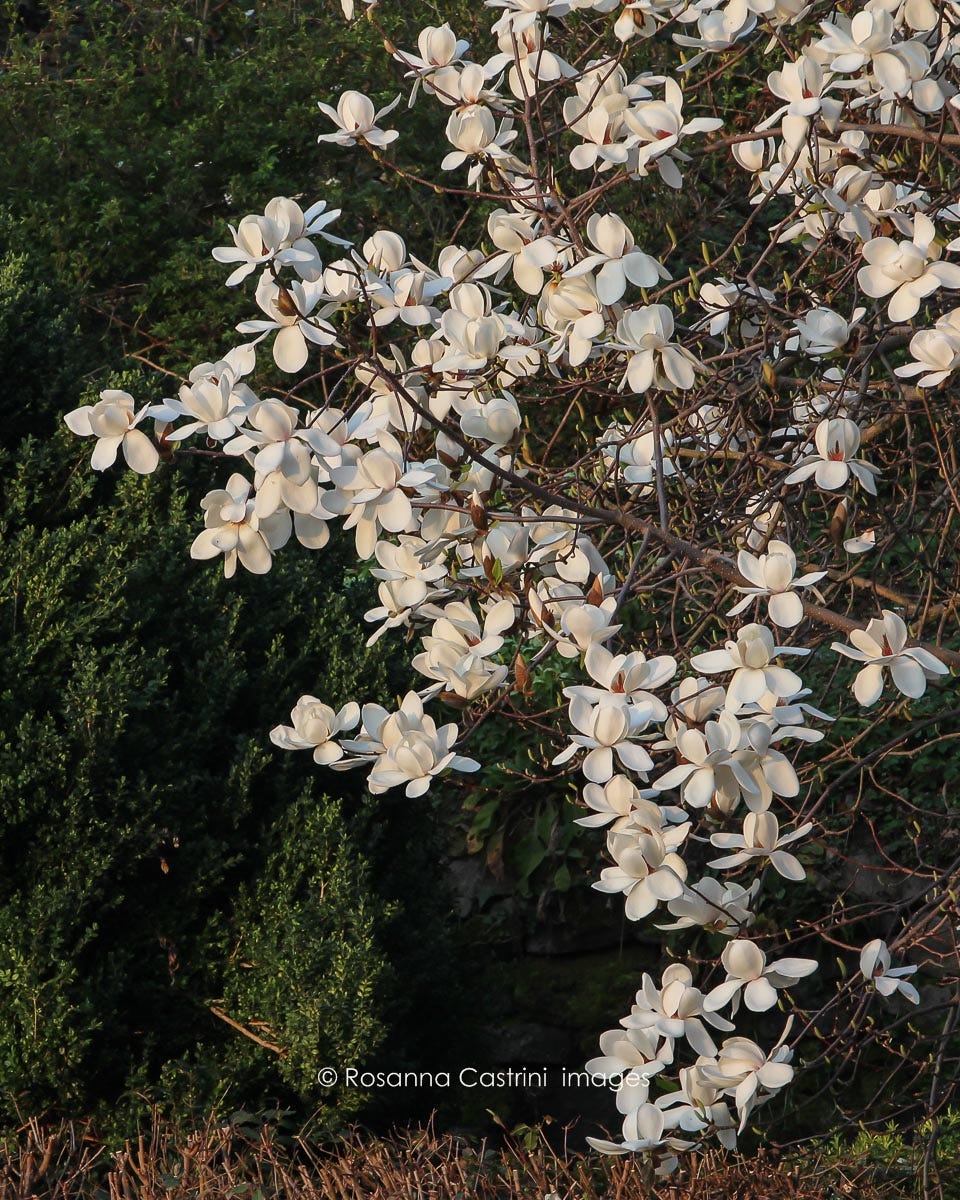 Magnolia 'David Clulow' in piena fioritura