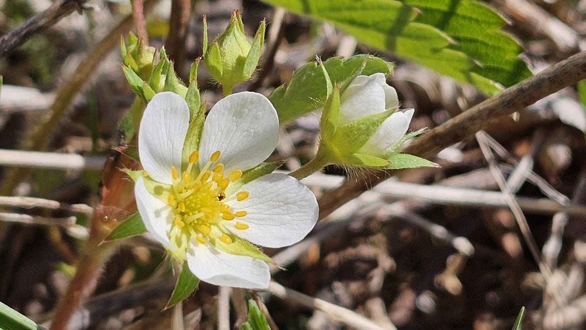 Rose Family Rheum The rose family (Rosaceae) - Plants in Plain Language