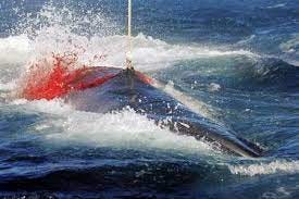 Minke whale bleeding via Robin Lee.jpg | The Heritage Portal