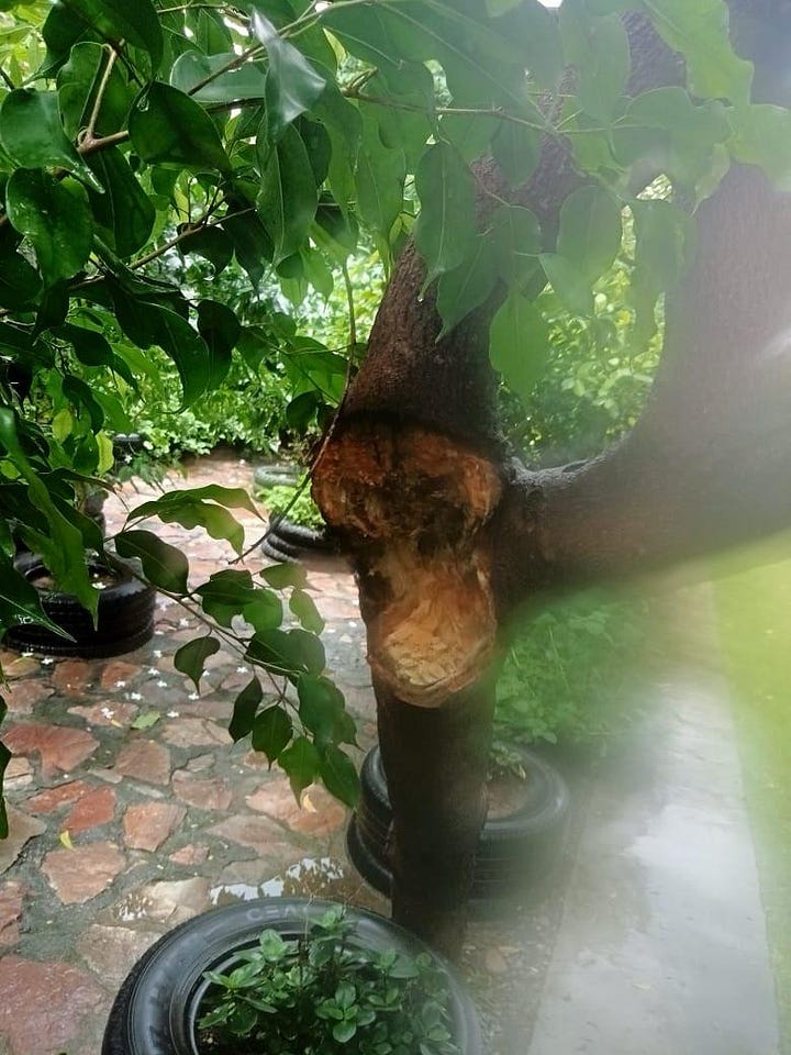 Damage done at Udaan Park, Udaipur, Rajashtan