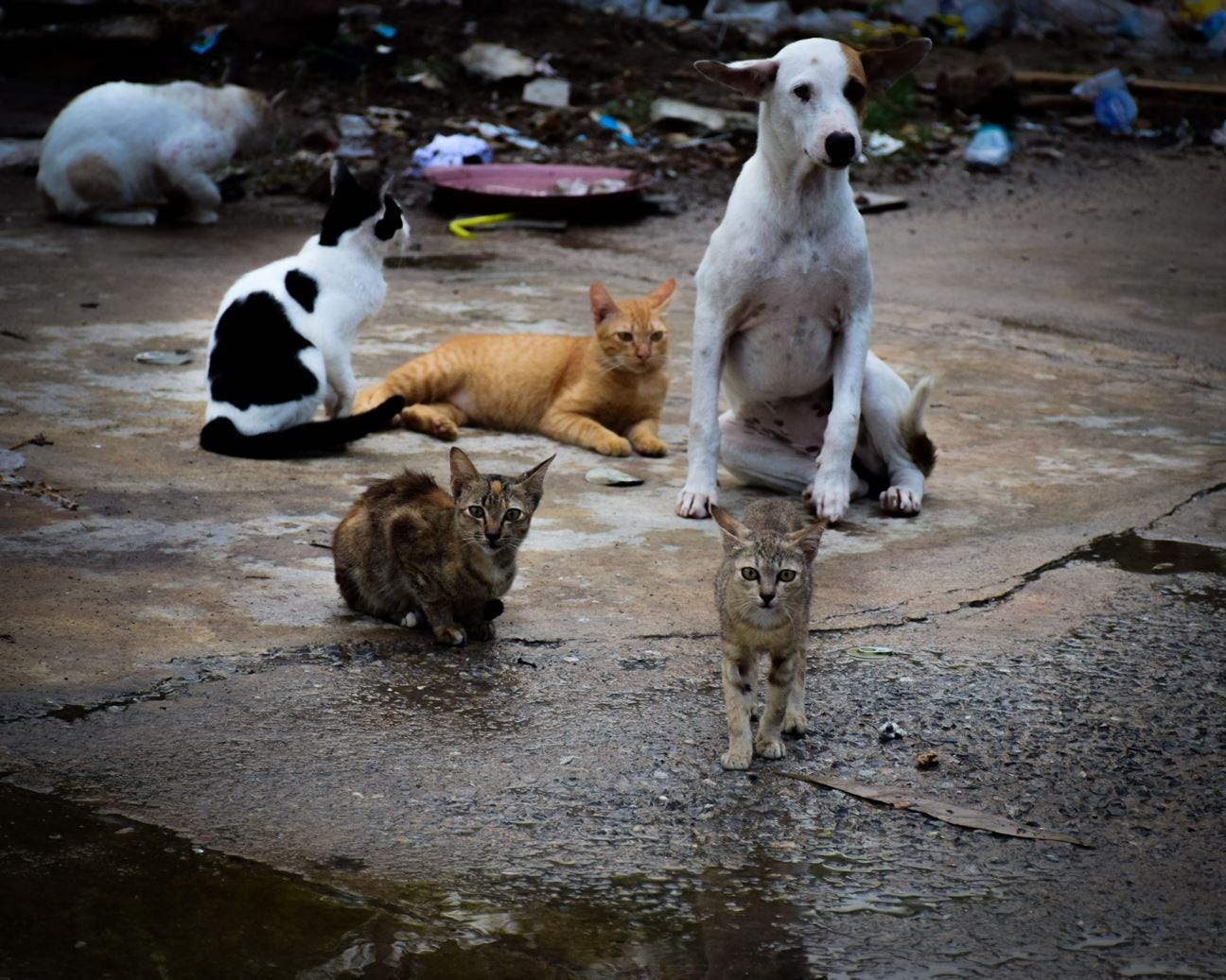 Jeevoka - The Sad Reality of Homeless Dogs and Cats in India