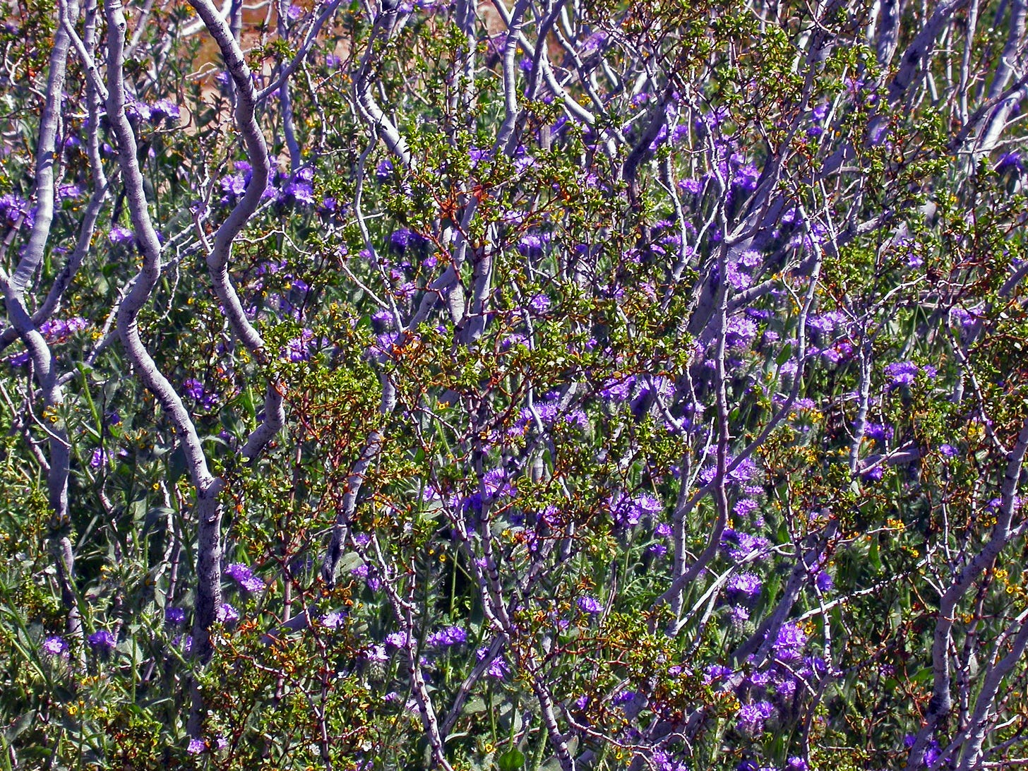Photo of tansy leafed phacelia growing among the stems of Larrea tridentata