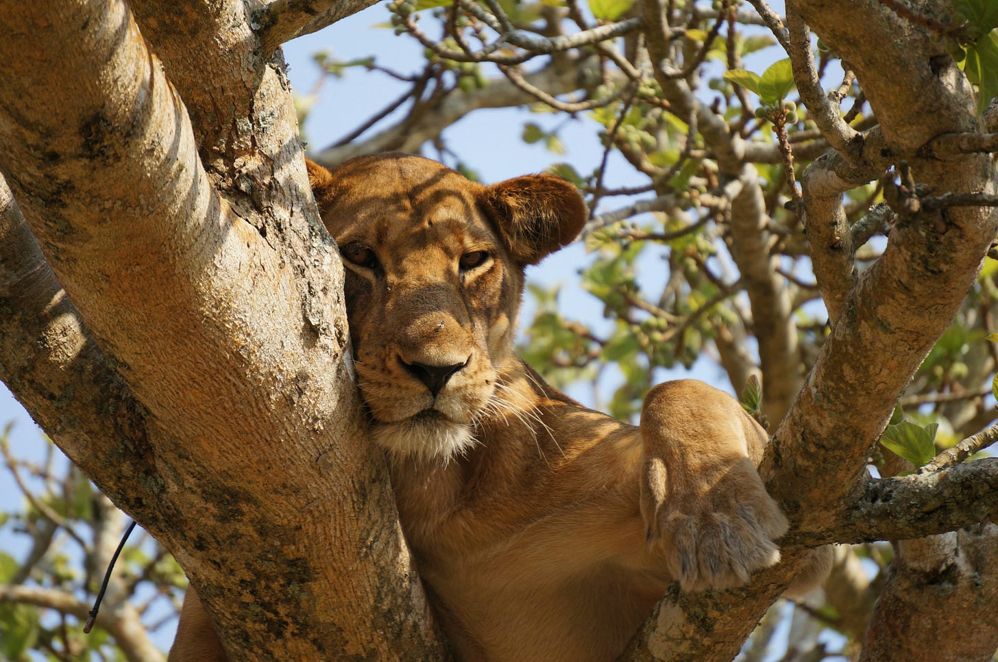 lioness in a tree lioness in a tree