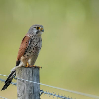 Wild This Week (now at @Birdfolk!) logo