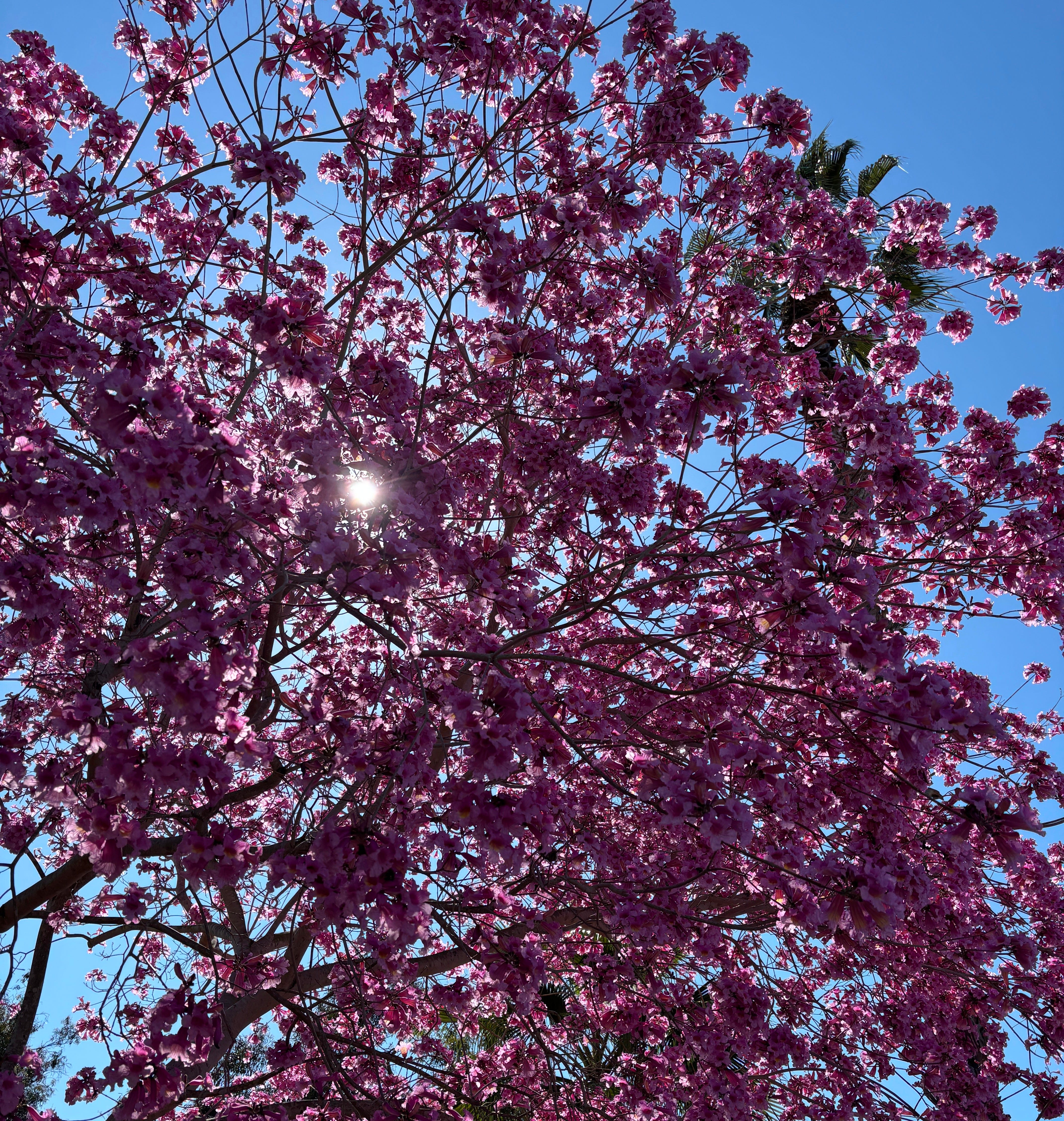 Spring Bright Tree Spring: A Plan for Juicing All the Joy - by Rachel Ward