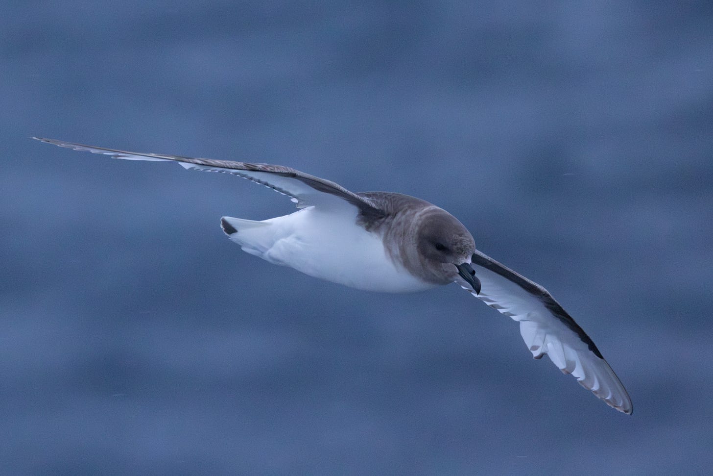 a purplish-brown bird with a white belly and black tubenose bill flying to the right against a blue sea.