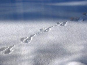 research rabbit trails, exploring other ideas, writing, research, distractions, interesting ideas, Queen Victoria, Queen Elizabeth II research rabbit trails, exploring other ideas, writing, research, distractions, interesting ideas, Queen Victoria, Queen Elizabeth II