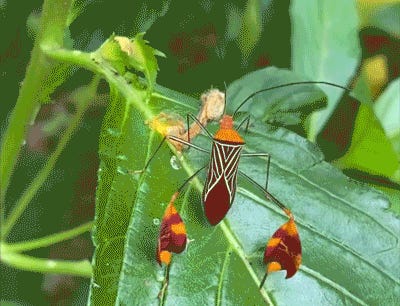We Don't Deserve Our Friend Mexico. Tabs, Wed., Feb. 25, 2026