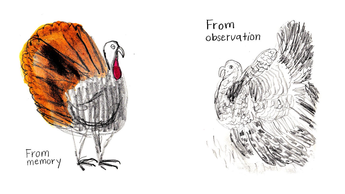 turkey drawn from memory and observation