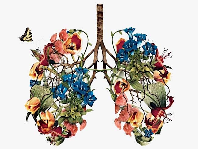 Lungs of flowers with butterfly representing breath prayer