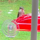 Gustav(ia) the Hummingbird: