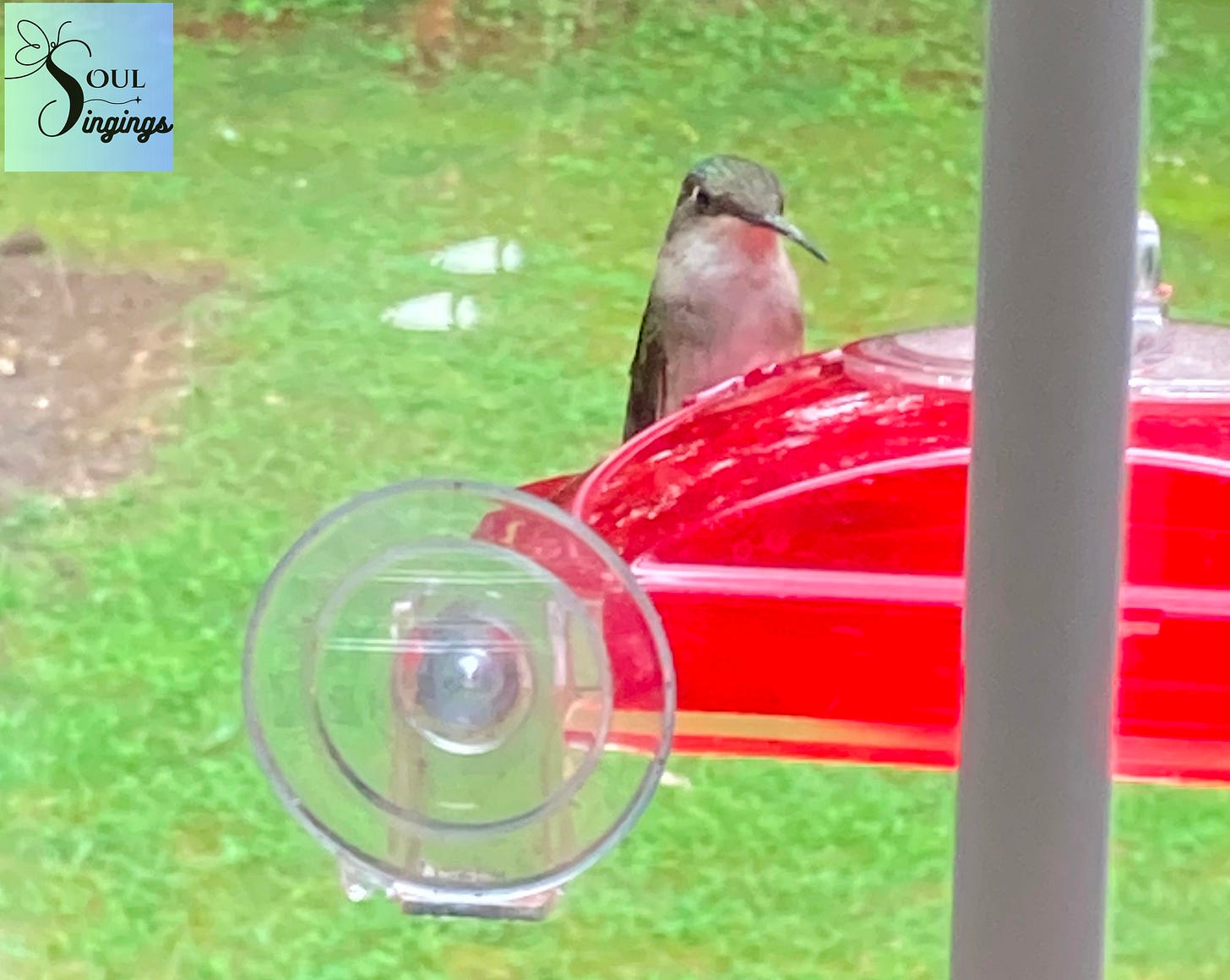 Gustavia: A tiny hummingbird sitting still at my red window feeder