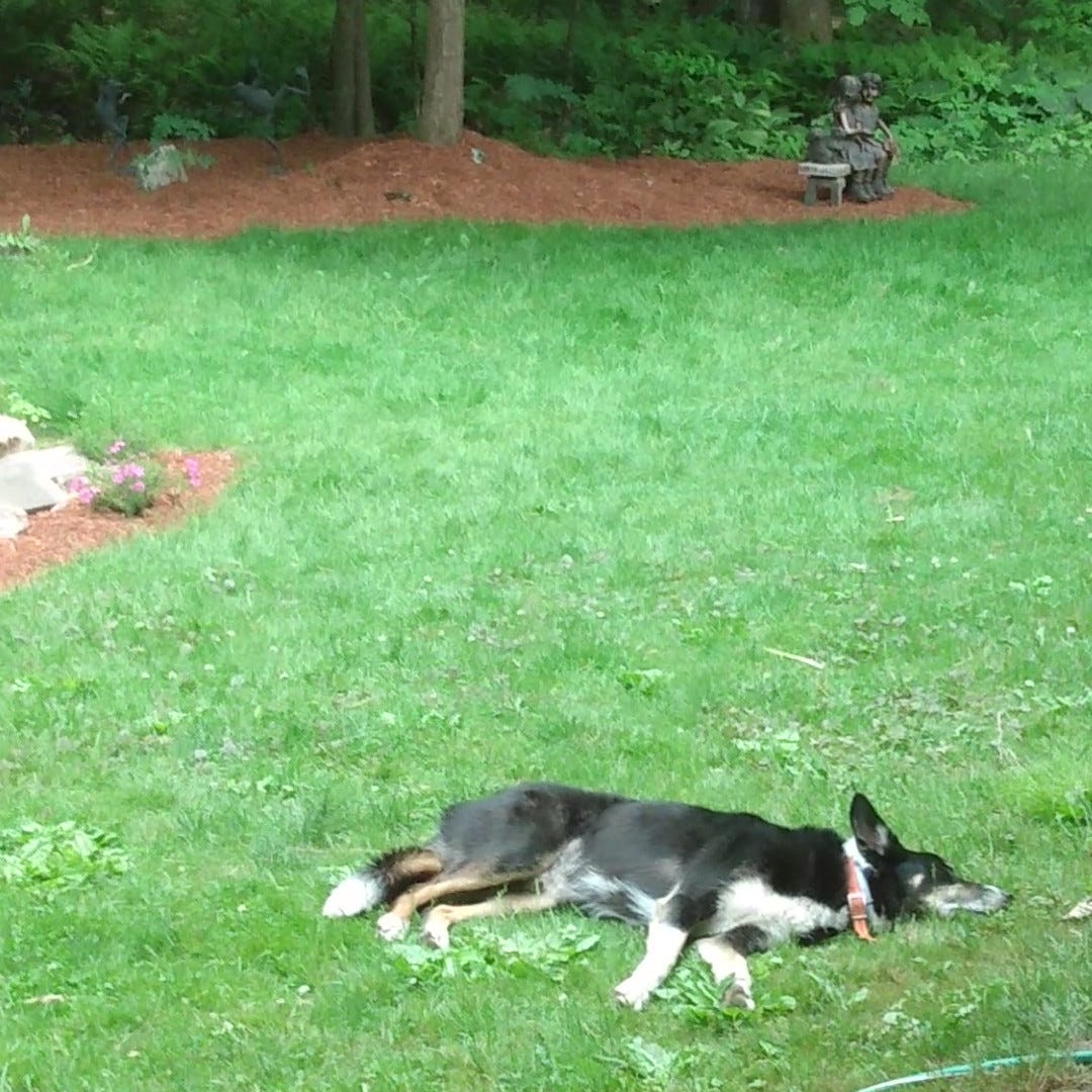 Sleeping dog