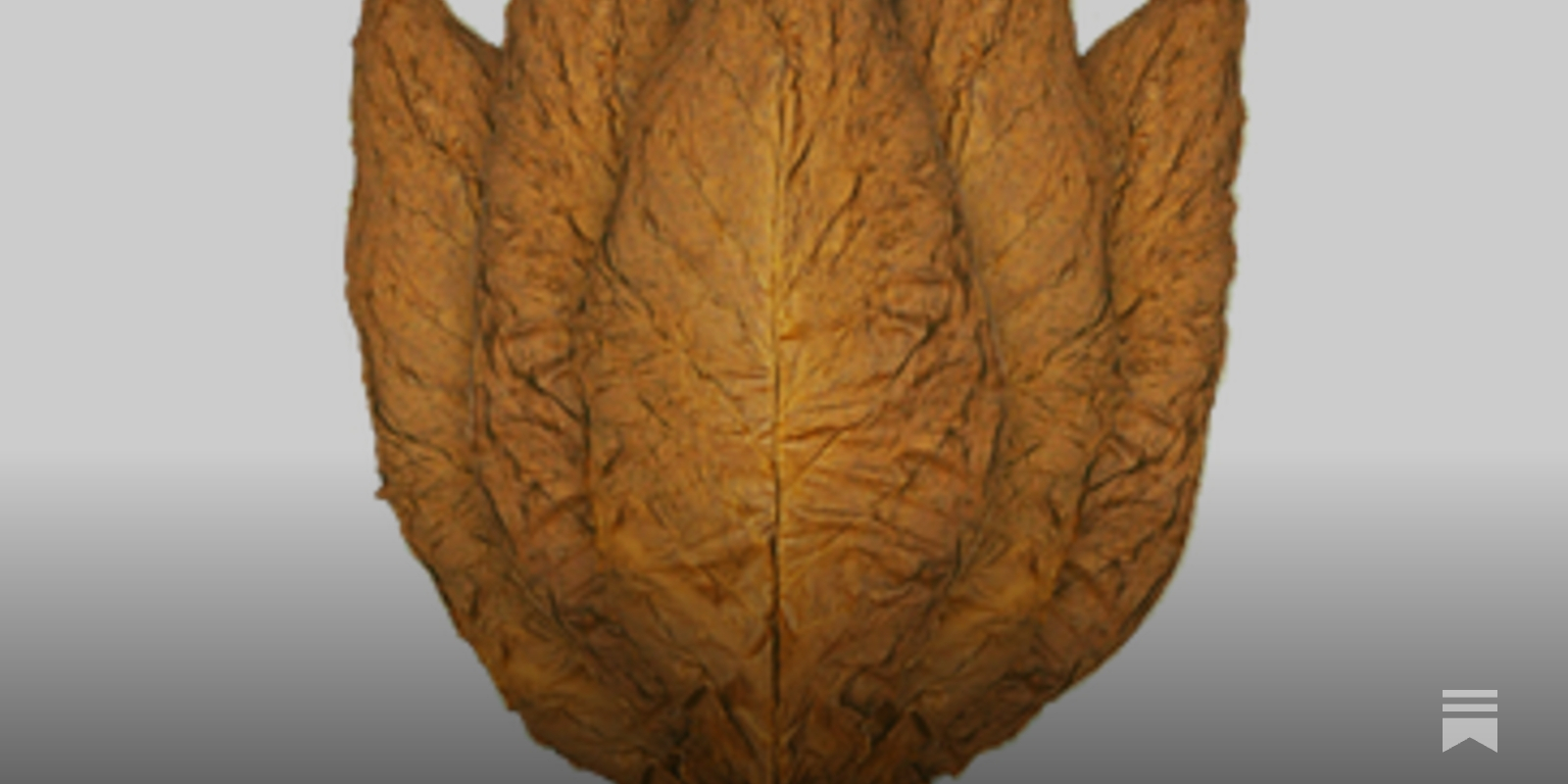 tobacco auctioneer chants from the past THE TOBACCO AUCTIONEER – AN ICONIC SYMBOL