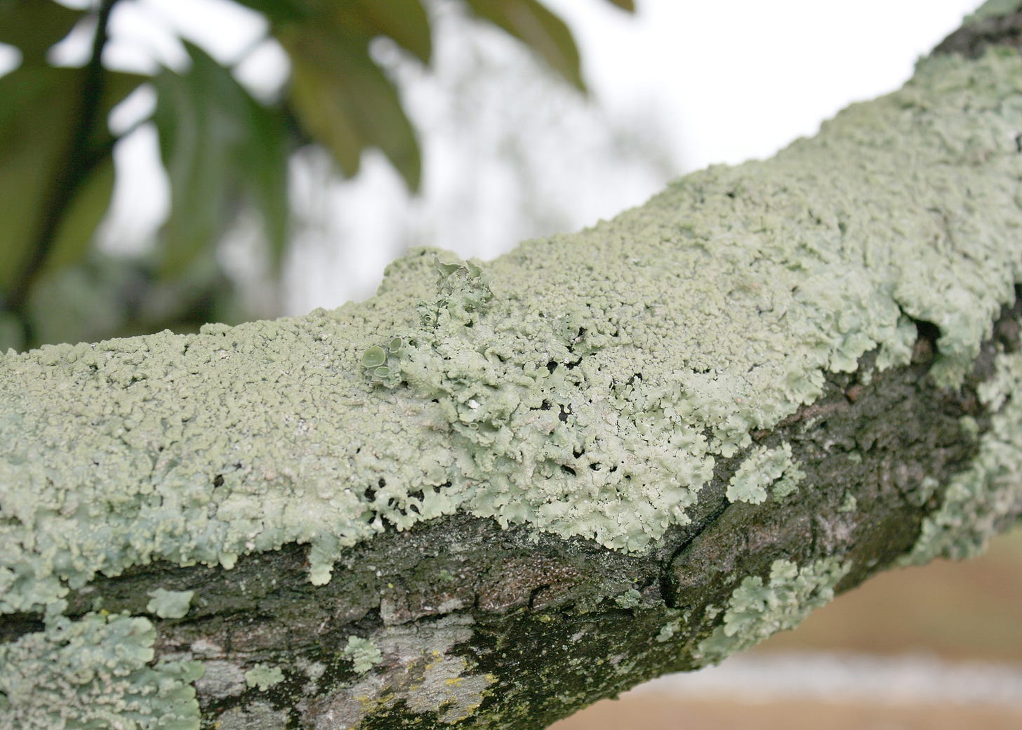 Unusual lichen do not damage plant hosts | Mississippi State University  Extension Service