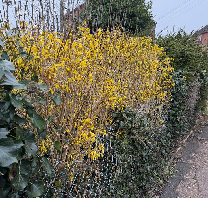 Hedge of yellow flowers and later green leafy shoots
