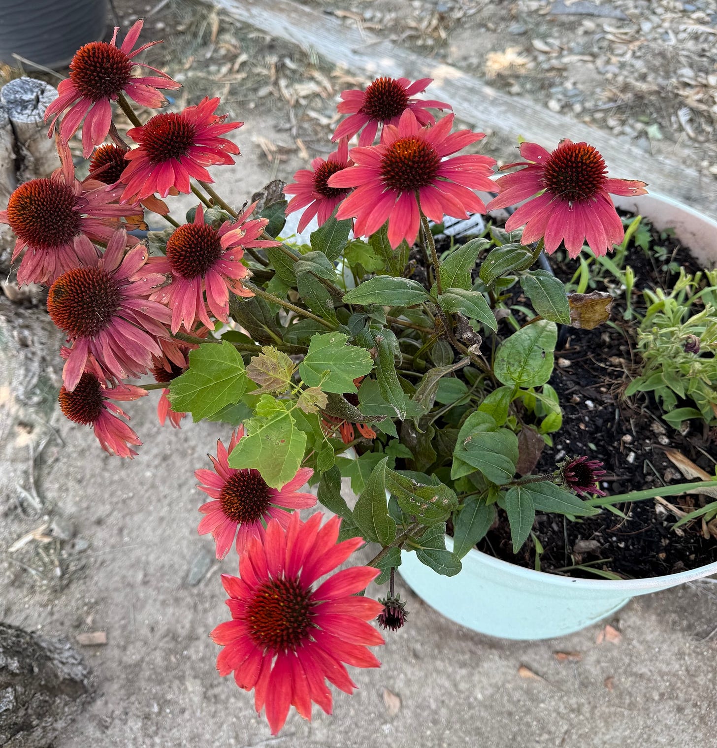 A picture of a beautiful Cone Flower that is flourishing