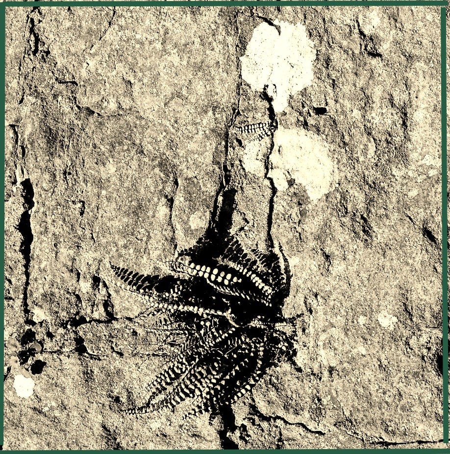Textured rock with a small fern growing in a crevice. Textured rock with a small fern growing in a crevice.