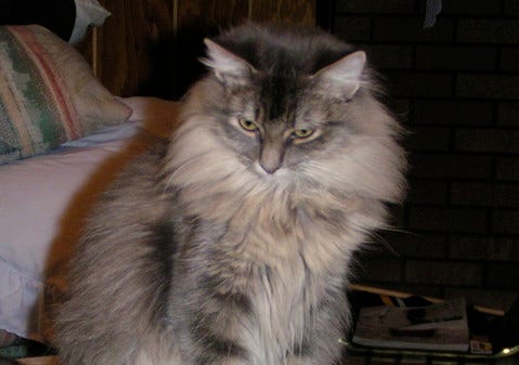 Kali_What_The_Hell_Cats_Knock_Stuff_Off Kali_What_The_Hell_Cats_Knock_Stuff_Off
