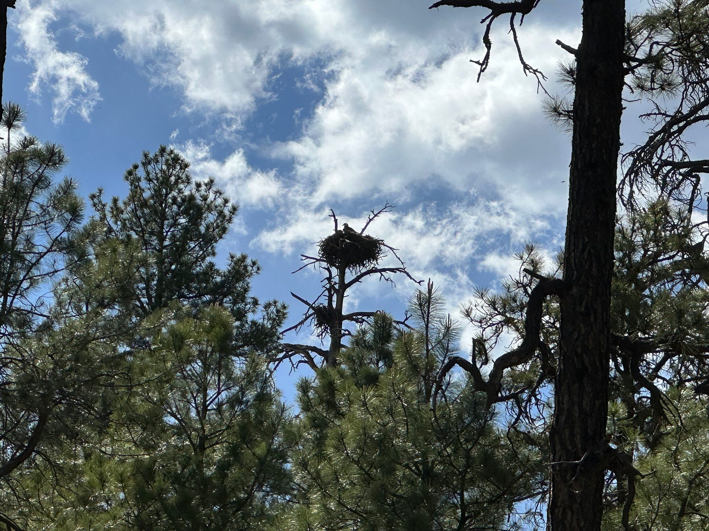Bald eagle's nest Bald eagle's nest