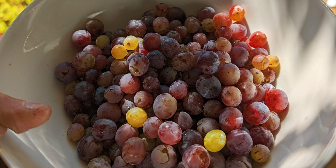 Le raisin du supermarché n’a jamais eu à se défendre