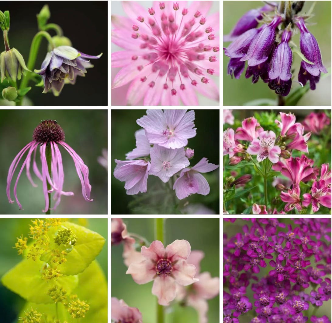 beautiful cottage garden flowers