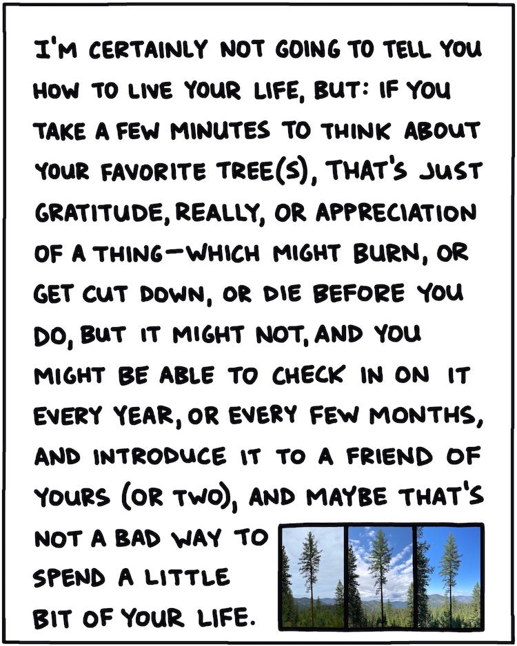 I’m certainly not going to tell you how to live your life, but: If you take a few minutes to think about your favorite tree(s), that’s just gratitude, really, or appreciation of a thing—which might burn, or get cut down, or die before you do, but it might not, and you might be able to check in on it every year or every few months, and introduce it to a friend of yours (or two), and maybe that’s not a bad way to spend a little bit of your life.