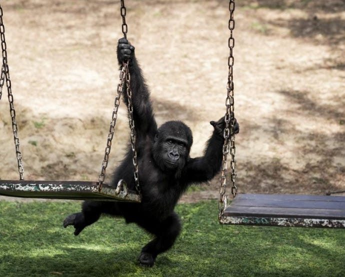 Zeytin, le gorille découvert dans une caisse à Istanbul, s'apprête à rentrer au pays