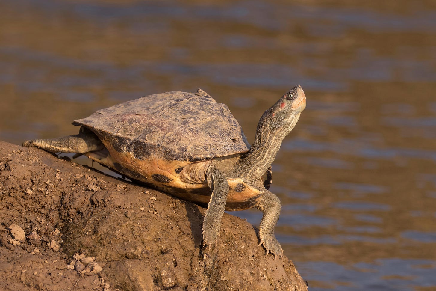 Indian Tent Turtle stretching its neck up on a rock besides water; it's underbelly is orangeish