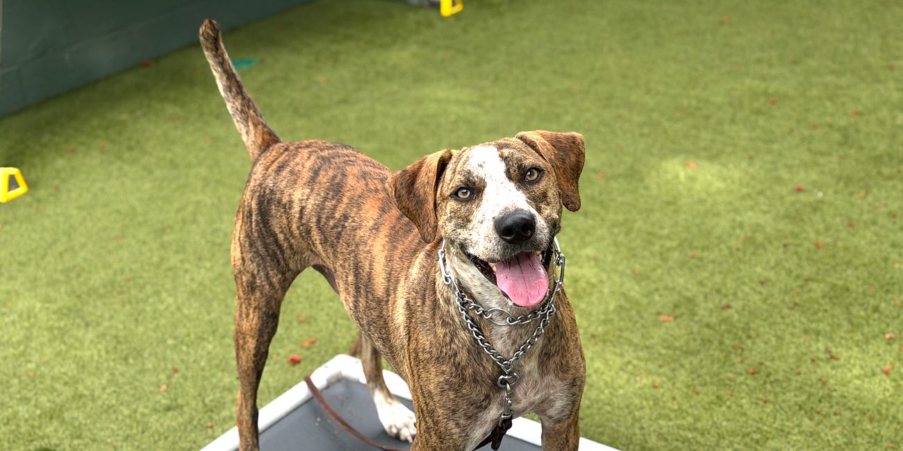 Top Tier K9 – Bradenton Now Offering Professional Dog Trainer Certification Programs
