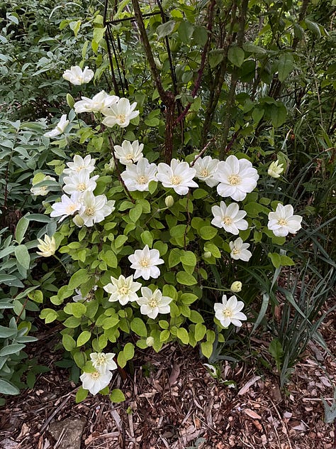 Spring 2024 images from my garden