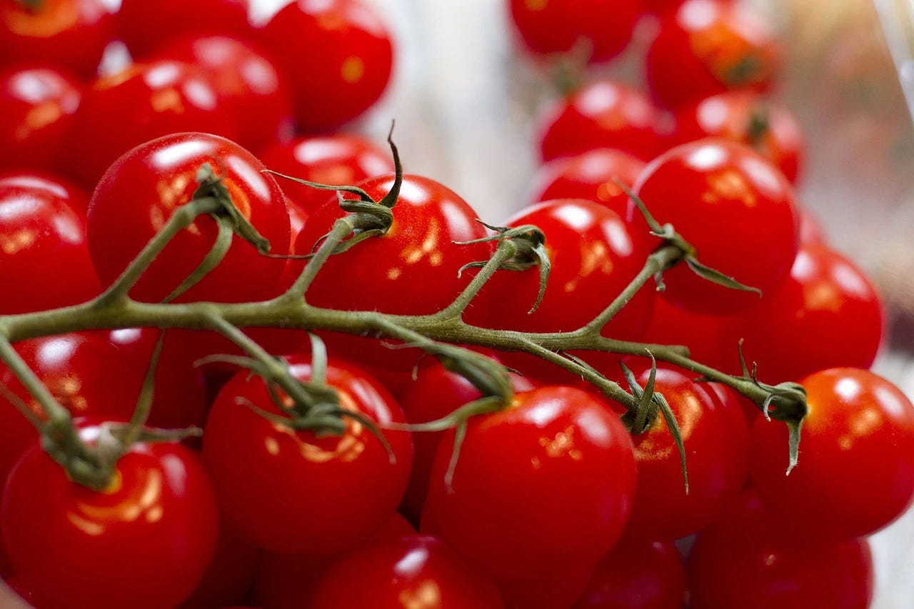 Deep red grape tomatoes on the vine Deep red grape tomatoes on the vine