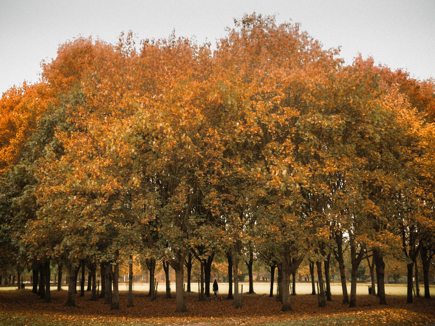 The Phoenix Park, Dublin, Ireland