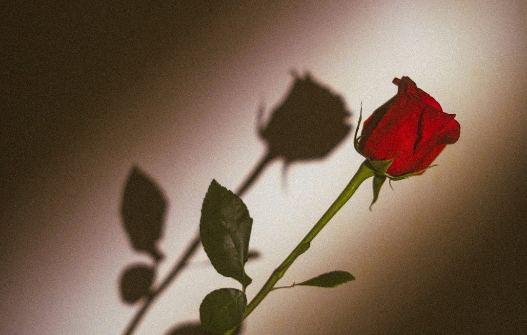 red rose in close up photography red rose in close up photography