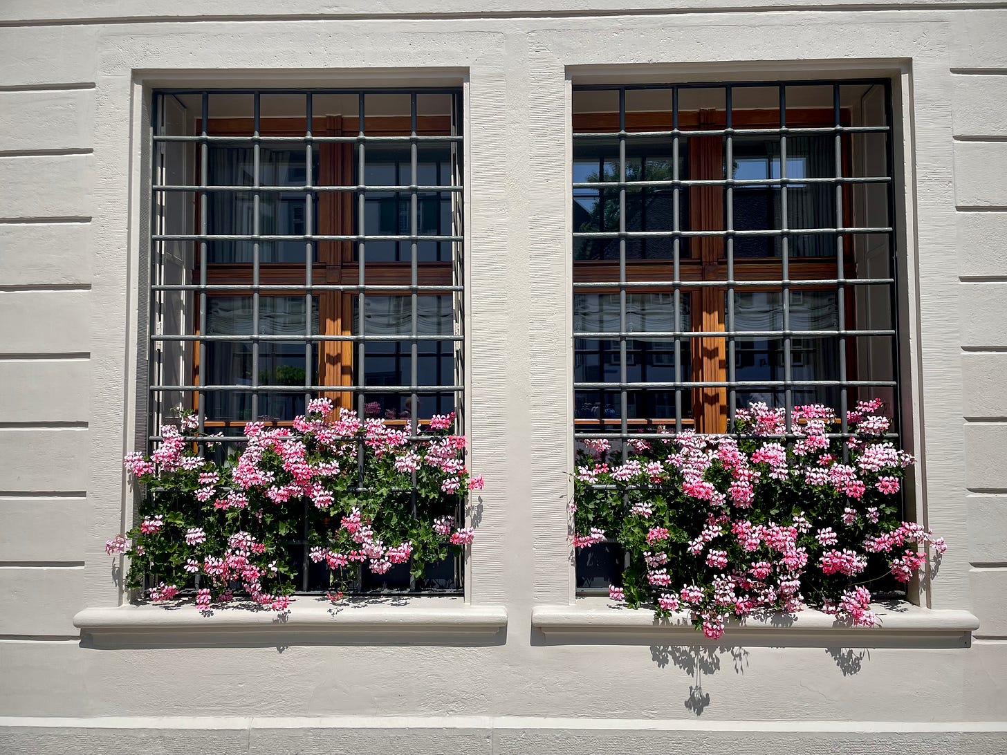 Geraniums in windows