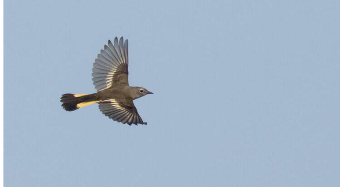 One Planet News: Science study into migratory songbirds gives fascinating insight 